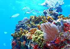 Advanced Open Water Dive Course 2017 image